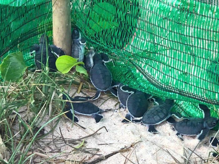 Trạm Kiểm ngư Đặc khu Phú Quý đã rào chắn, khoanh vùng bảo vệ
