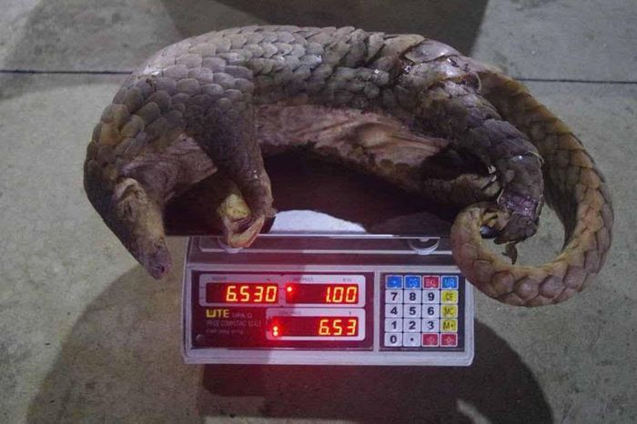 Cá thể tê tê đã chết thu được từ nhóm đối tượng. (Ảnh: Công an xã Đam Rông 4)