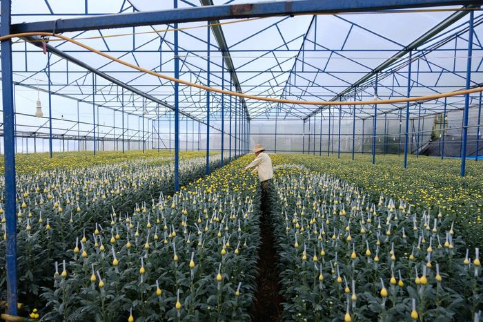 Sức sống từ nghề truyền thống ở Làng hoa Thái Phiên