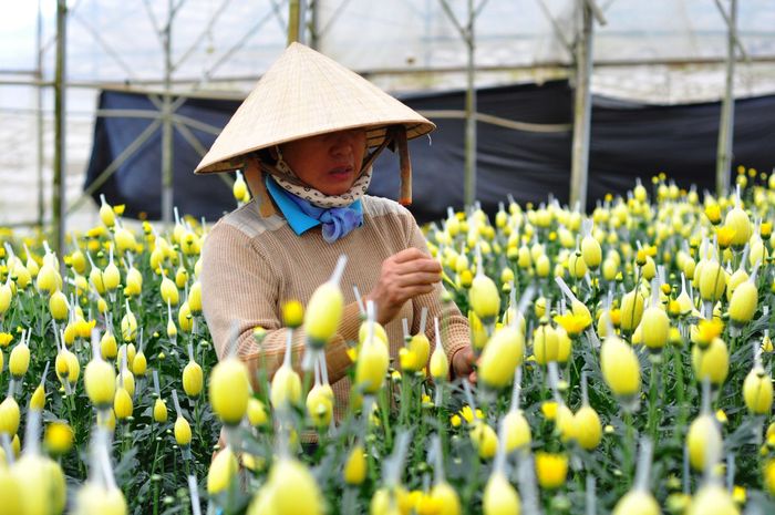 Mỗi dịp Festival Hoa Đà Lạt, Làng hoa Thái Phiên có thêm cơ hội giới thiệu những giá trị đặc trưng của nghề trồng hoa, kết nối hoạt động sản xuất nông nghiệp với quảng bá du lịch địa phương