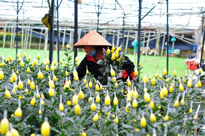 Hoa cúc từ lâu đã trở thành một trong những loại hoa chủ lực, gắn liền với hình ảnh Làng hoa Thái Phiên
