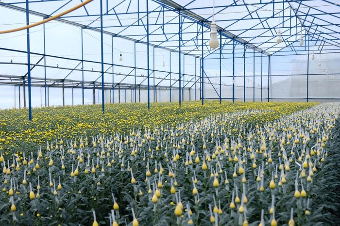Làng hoa Thái Phiên được hình thành và phát triển đến nay đã hơn 60 năm