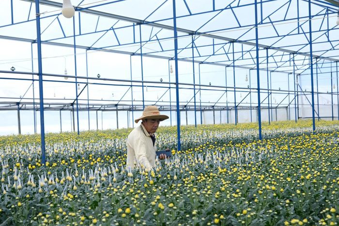 Với những diện tích được đầu tư thâm canh hiệu quả, một số hộ có thể đạt doanh thu khoảng 120 - 150 triệu đồng/1.000 m² mỗi năm