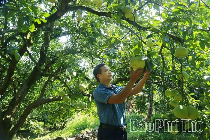 Mỗi năm, riêng một cây bưởi đại thụ đã mang về cho gia đình ông Báu cả chục triệu đồng.