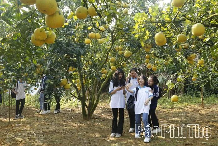 Học sinh Trường THPT Đoan Hùng tham quan, trải nghiệm vườn bưởi.