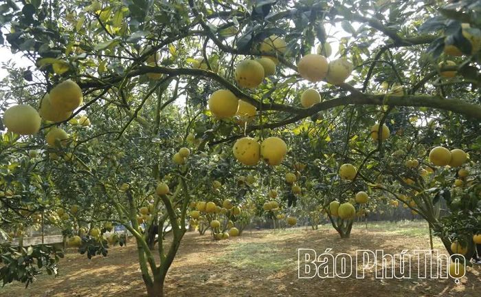 Vào mùa thu hoạch, vườn bưởi vàng ruộm trong sắc nắng Thu, hấp dẫn du khách.
