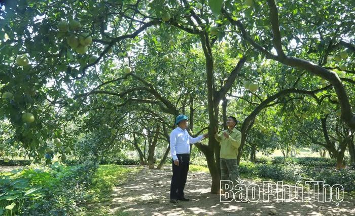 Khu vườn với 100 cây bưởi đặc sản Bằng Luân của ông Đỗ Minh Chính (bên phải ảnh) được chăm chút kỹ lưỡng.
