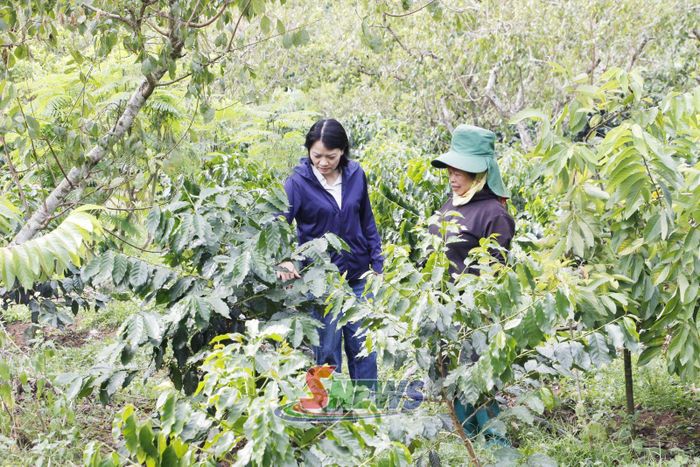 Cán bộ Trung tâm Dịch vụ tổng hợp phường Chiềng Cơi hướng dẫn nhân dân chăm sóc cây cà phê.