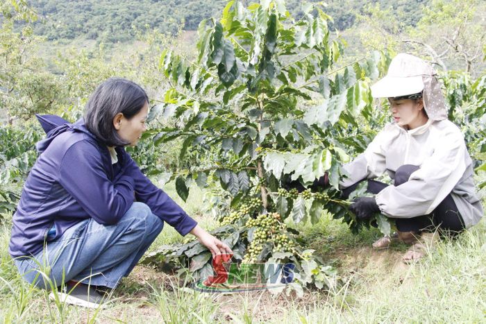 Cán bộ Trung tâm Dịch vụ tổng hợp phường Chiềng Cơi hướng dẫn nhân dân bản Hùn cách duy trì thảm thực vật trong vườn cà phê.