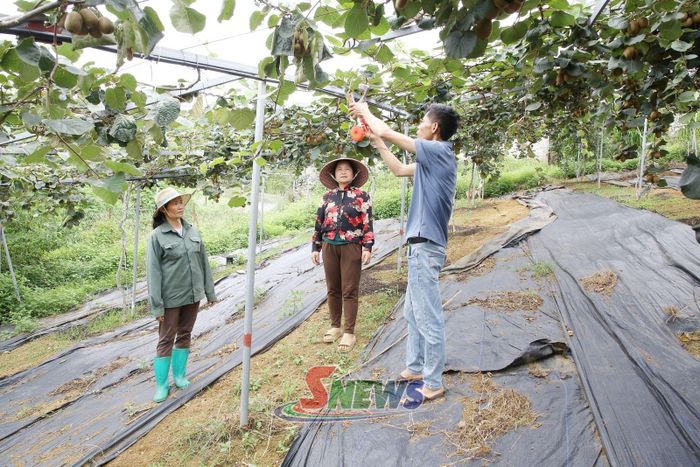 Hội viên phụ nữ tổ dân phố Pa Khen 3, phường Thảo Nguyên học tập kinh nghiệm trồng cây Kiwi.
