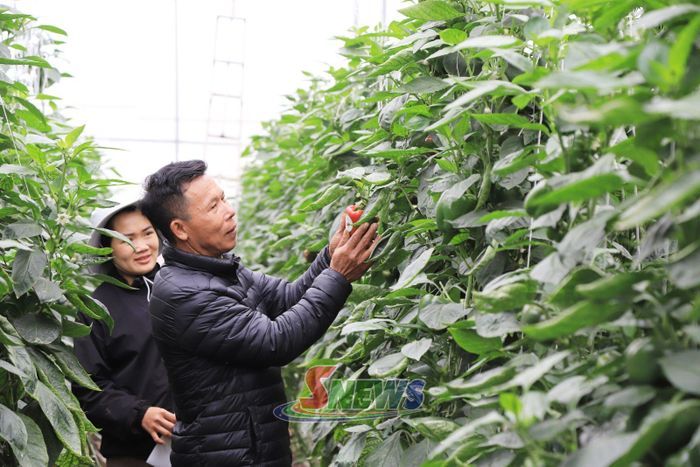 Thành viên HTX hữu cơ Mộc Vân Trang, phường Mộc Châu dán tem truy xuất nguồn gốc cho nông sản.
