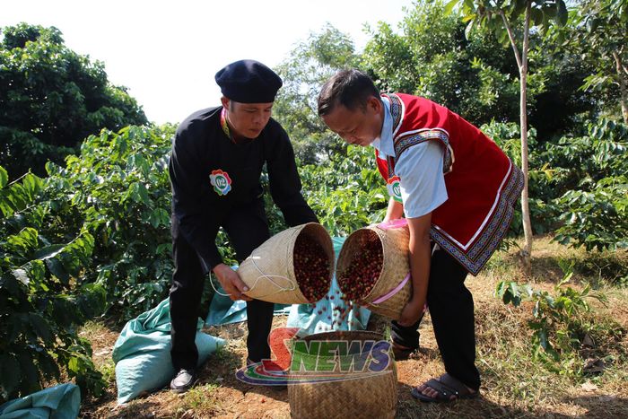 Thành quả thu hoạch của các đội tại phần thi hái cà phê.