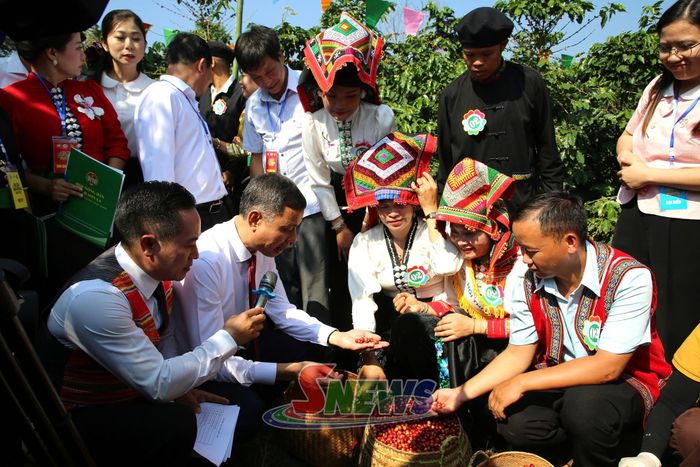 Ban giám khảo đánh giá chất lượng quả cà phê thu hái của các đội thi.