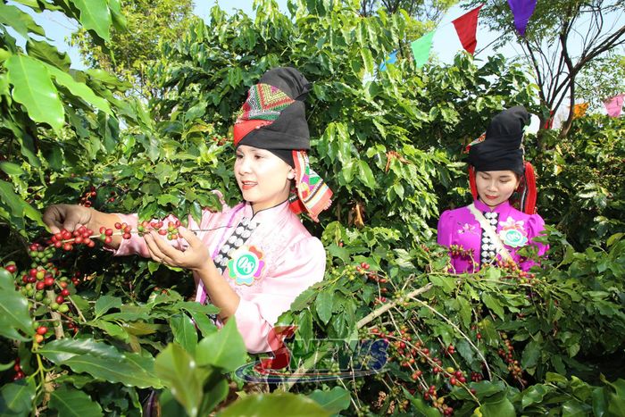 Đội thi xã Mường Chanh tham gia phần thi hái cà phê.