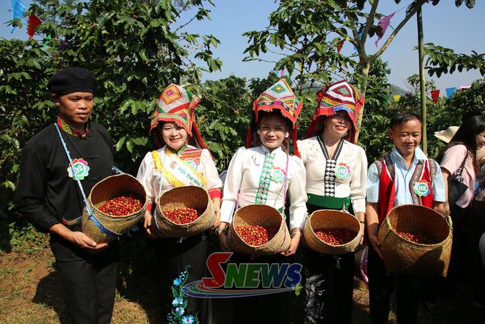 Đội thi xã Phiêng Pằn hoàn thành phần thi hái cà phê.
