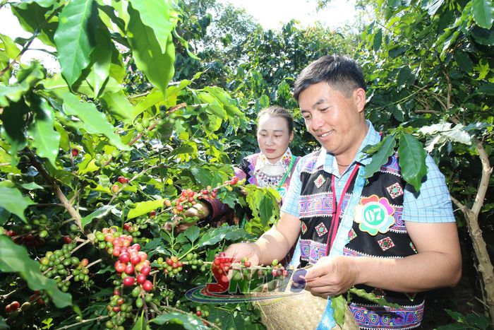 Đội thi xã Púng Bánh tham gia thi hái cà phê.