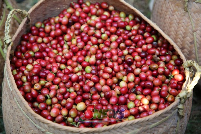 Quả cà phê sau thu hái của các đội thi.