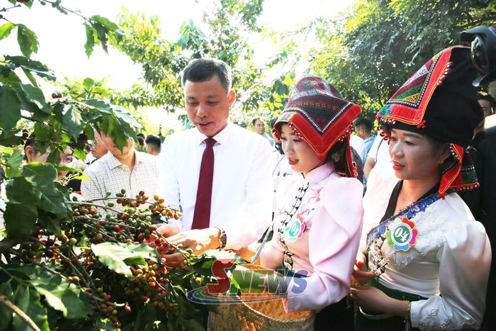 Đồng chí Phó Chủ tịch UBND tỉnh hướng dẫn các đội thi hái đúng kỹ thuật.