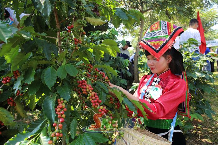 Đội thi xã Muổi Nọi tham gia thi hái cà phê.