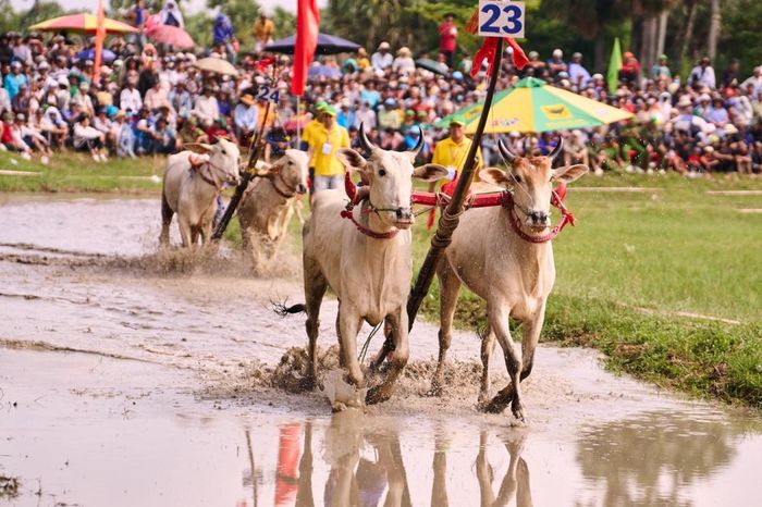 Sự dũng mãnh, dẻo dai của những đôi bò cày - biểu tượng cho tinh thần hăng hái lao động sản xuất của người nông dân Bảy Núi. (Ảnh: BFC)