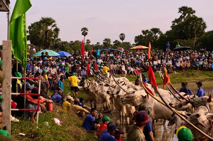  Đông đảo người dân phum sóc và du khách thập phương đổ về vây kín khán đài cổ vũ cho các đôi bò tranh tài. (Ảnh: BFC) 