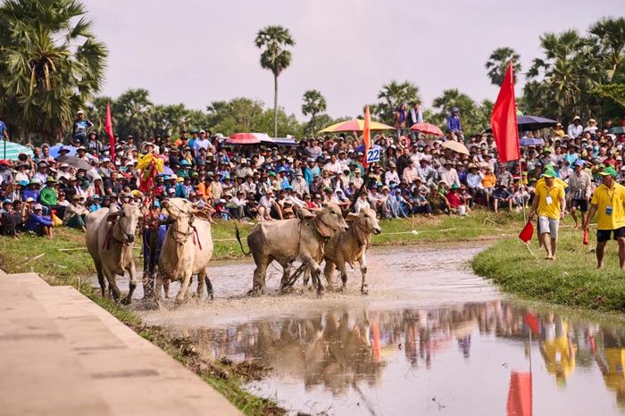  Các đôi bò bước vào vòng thi đấu. (Ảnh: BFC) 