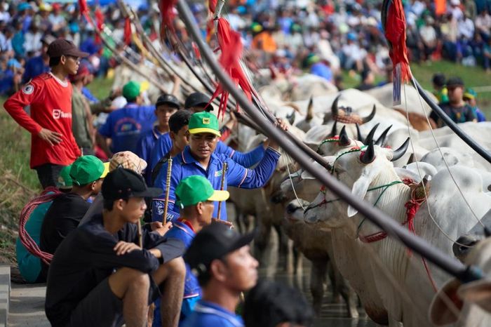  Các nài bò tập trung cao độ, chuẩn bị tinh thần cùng đôi bò chiến trước giờ xuất trận. (Ảnh: BFC) 