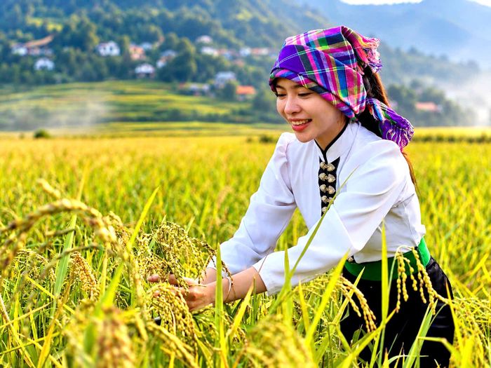 Từ sáng sớm, khi sương mai còn đọng trên lá, những người phụ nữ Thái ở Tú Lệ đã ra đồng lựa chọn lúa nếp non, hạt vừa ngậm sữa để làm cốm. Lúa sau khi gặt được đưa về chế biến ngay trong ngày để giữ màu xanh, độ dẻo và hương thơm tự nhiên.