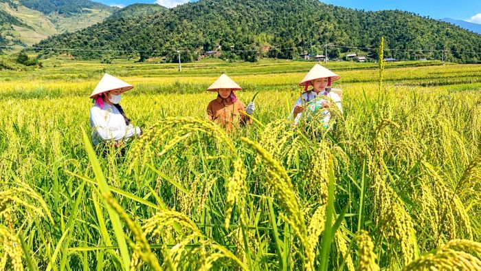 Nghề làm cốm ở Tú Lệ có hai vụ chính, gồm vụ trái mùa vào tháng 5 và tháng 6; vụ chính kéo dài từ đầu tháng 8 đến đầu tháng 10. Trong đó, vụ cốm mùa thu là thời điểm người dân tập trung sản xuất, làm ra những mẻ cốm thơm ngon, mang hương vị đặc trưng của vùng đất Tú Lệ. Hiện toàn xã Tú Lệ có 1.020 hộ làm cốm, chiếm gần 40% tổng số hộ dân.