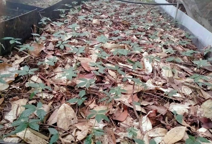 Sâm Ngọc Linh sinh trưởng dưới tán rừng tự nhiên nhờ điều kiện khí hậu, độ ẩm và môi trường sinh thái phù hợp, qua đó cho thấy giá trị của việc bảo vệ rừng gắn với phát triển dược liệu bền vững. (ảnh Công Hậu)