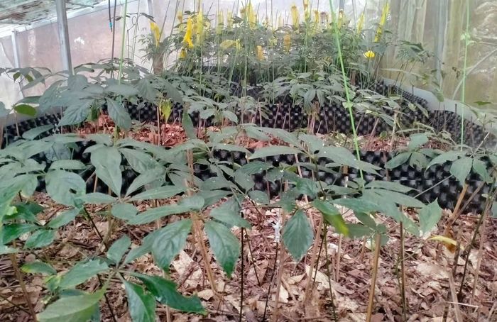 Sâm Ngọc Linh sinh trưởng dưới tán rừng tự nhiên nhờ điều kiện khí hậu, độ ẩm và môi trường sinh thái phù hợp, qua đó cho thấy giá trị của việc bảo vệ rừng gắn với phát triển dược liệu bền vững. (ảnh Công Hậu)