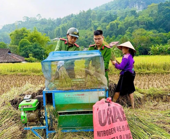 Cán bộ chiến sĩ Công an xã Niêm Sơn giúp đỡ gia đình ông Thuận Văn Kim thu hoạch lúa