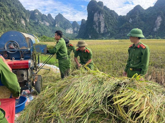 Công an xã Thượng Lâm hỗ trợ gia đình bà Quan Thị Niên thu hoạch lúa mùa vụ thu đông
