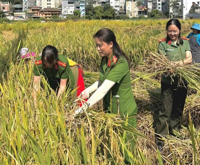 Hội Phụ nữ và Chi đoàn Thanh niên Công an xã Đồng Văn xuống đồng hỗ trợ bà con thu hoạch lúa