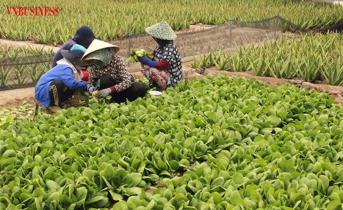 Khi sản xuất, tiêu thụ và chế biến được nối liền, mô hình HTX có thêm dư địa mở rộng và tạo việc làm cho người dân ở vùng khó khăn.