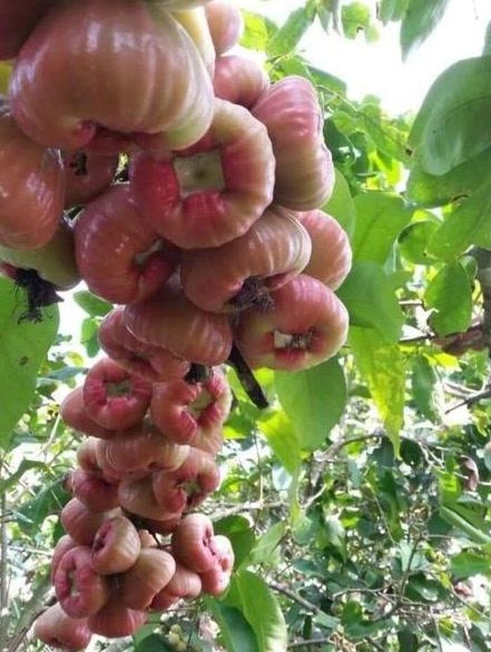Mận đào đá nón lá thu hút sự chú ý nhờ hình dáng khác biệt - Ảnh minh hoạ