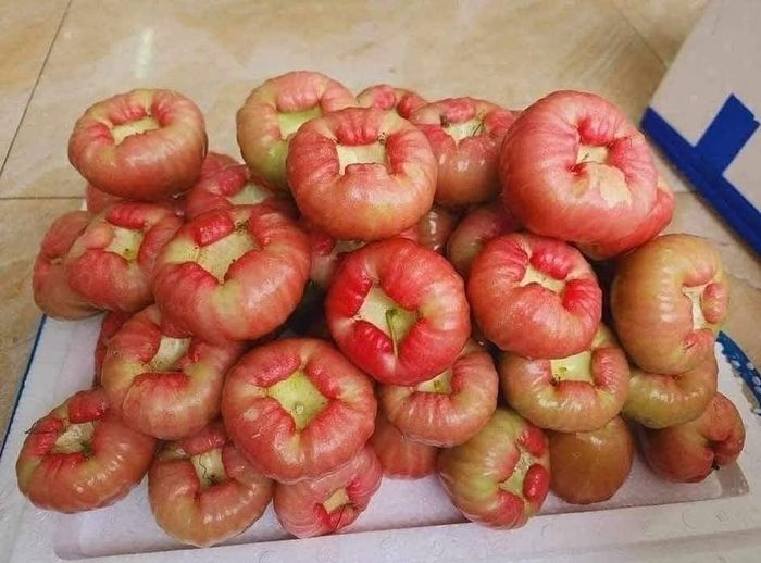 Không chỉ gây ấn tượng bởi hình thức, mận đào đá nón lá còn có phần thịt tương đối dày, chắc và nhiều nước - Ảnh minh hoạ