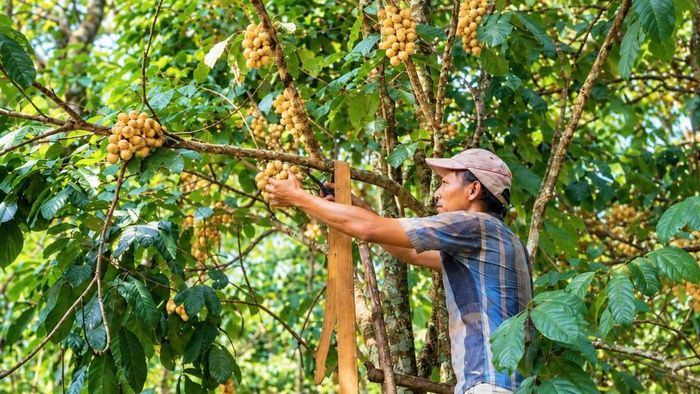 Nông dân xứ Tiên thu hoạch Bòn bon trong những vườn cây trĩu quả, kỳ vọng một vụ mùa đạt năng suất và mang lại nguồn thu ổn định.