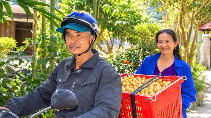 Bòn bon sau thu hoạch được vận chuyển đi tiêu thụ, góp phần mở rộng đầu ra và nâng cao giá trị đặc sản của vùng trung du TP Đà Nẵng.