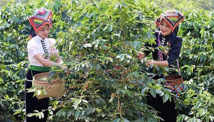 Cà phê Arabica là một trong những cây trồng chủ lực, góp phần tạo sinh kế và nâng cao thu nhập cho người dân Sơn La.