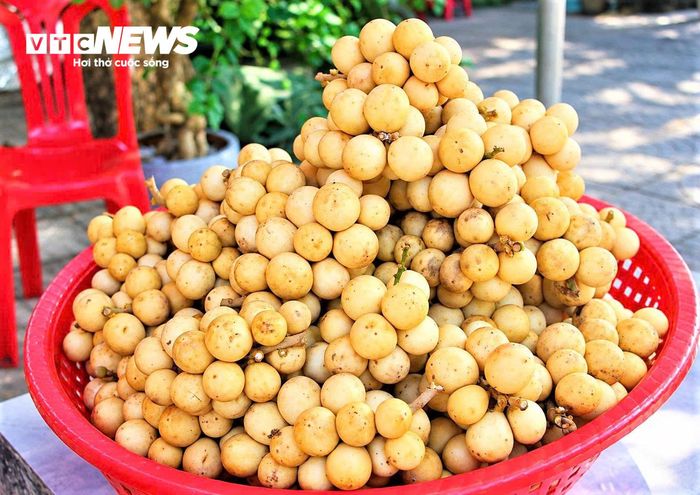 Hiện, lòn bon đang được các thương lái thu mua tại vườn với mức giá dao động từ 15.000 đến 40.000 đồng/kg tùy theo chất lượng.