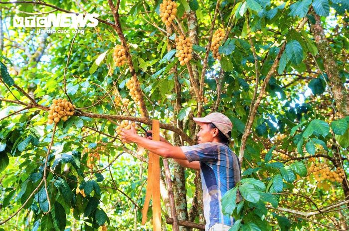 Người dân vùng trung du Đà Nẵng thu hoạch lòn bon.