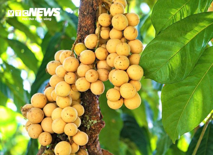 Những chùm lòn bon xum xuê.