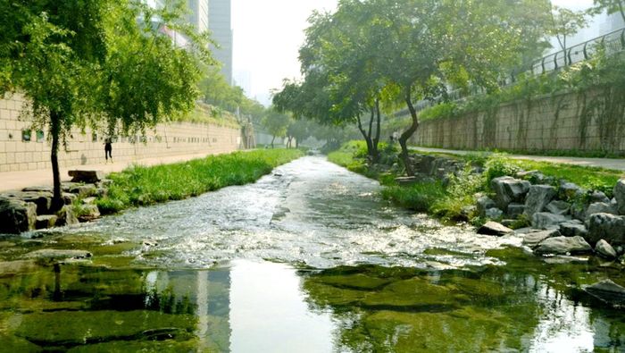 Không gian xanh dọc Cheonggyecheon giữa khu trung tâm Seoul (Hàn Quốc). Ảnh: Shai LopezUnsplash