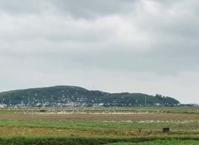 Đàn cò trắng bay lượn, kiếm ăn trên cánh đồng sau mùa gặt tại xã Tân Châu, Nghệ An. Ảnh: T.C.