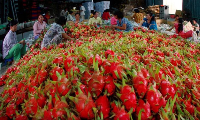 Xuất khẩu rau quả những tháng cuối năm có triển vọng tăng trưởng tích cực. Ảnh: Chu Khôi
