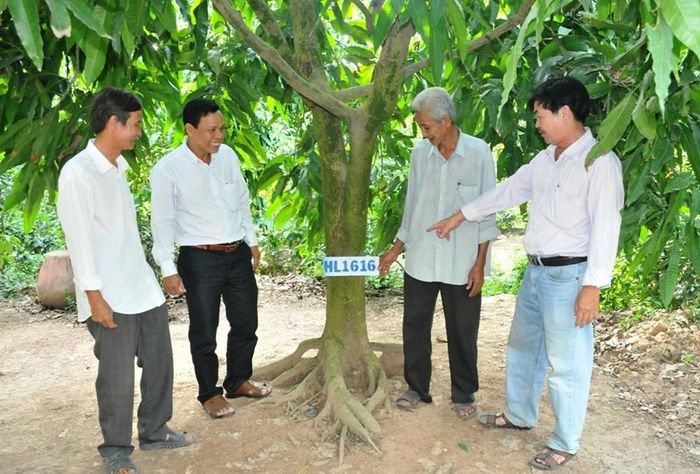 Nông dân xã Mỹ Thọ, tỉnh Đồng Tháp xây dựng mô hình "Cây xoài nhà tôi" với những câu chuyện về nguồn gốc, quá trình canh tác sạch... tạo ấn tượng với du khách và người tiêu dùng