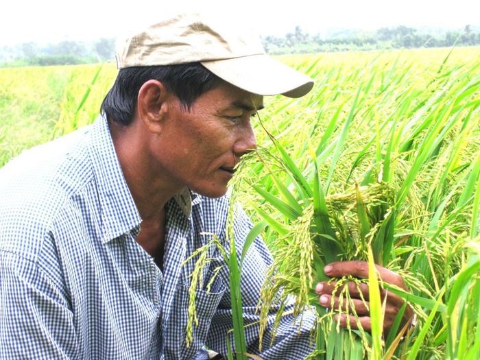 Nông dân là những người có kinh nghiệm thực tế trong canh tác nông nghiệp