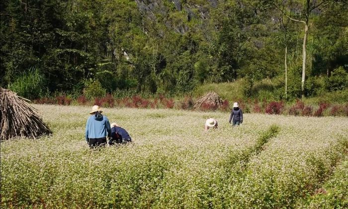 Hoa Tam giác mạch khoe sắc giữa núi đá trùng điệp, hòa quyện cùng vẻ đẹp bản làng và bản sắc văn hóa vùng cao Phố Bảng