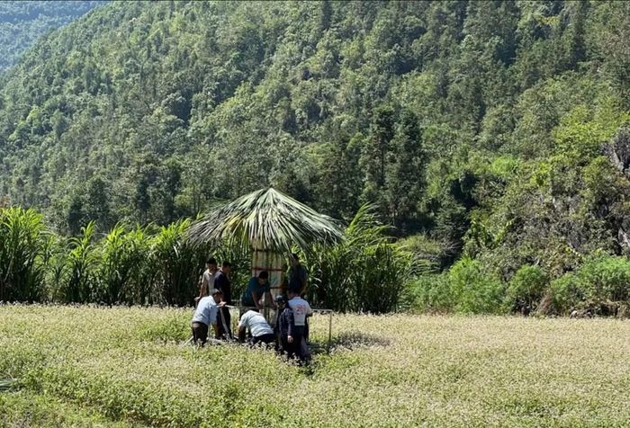 Các mô hình hoa Tam giác mạch mang đậm bản sắc văn hóa vùng cao ở Phố Bảng